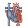 stephypublishers-cardiology-logo